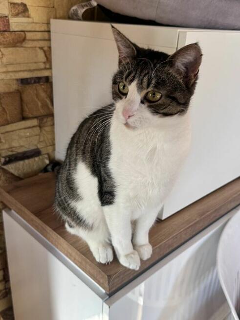 Nelcia szuka kochajacego domu