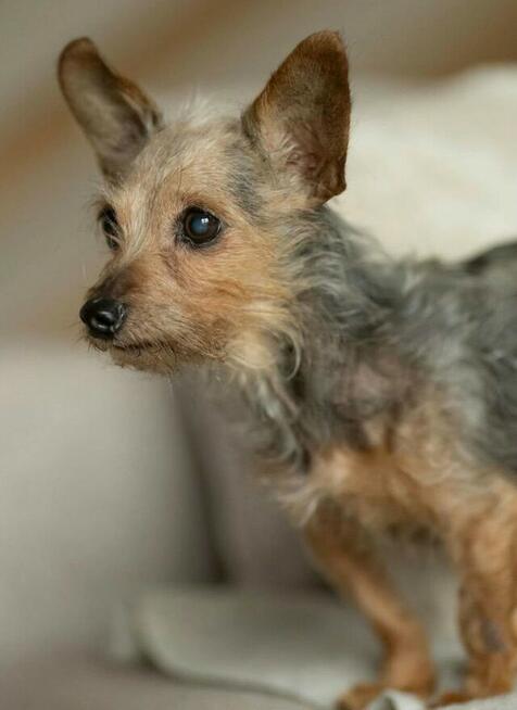 CZESIA - 12 letnia mikro sunia szuka najlepszego domu