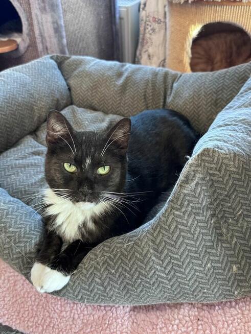 Dymek kochający czlowieka nad zycie