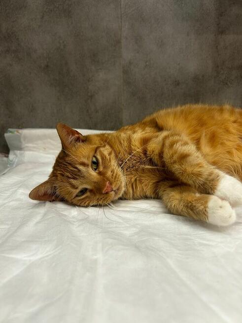 Lara cudna koteczka szuka domku.