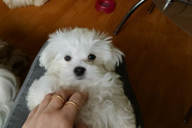 śliczne maltańczyki