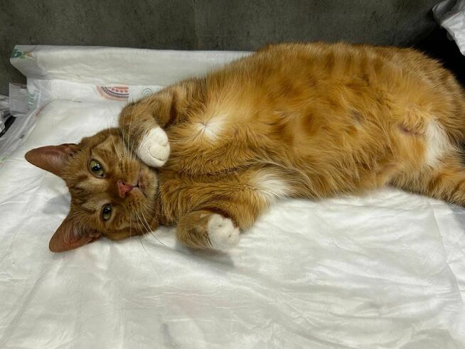 Lara cudna koteczka szuka domku.