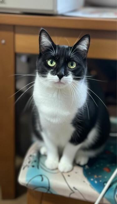 Lilka szuka swojej rodziny. Może Ty pokochasz Lilkę?