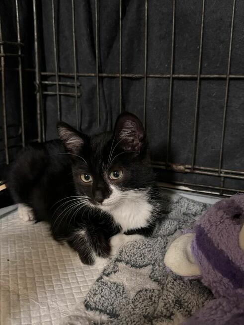 Karolek poleca sie do adopcji