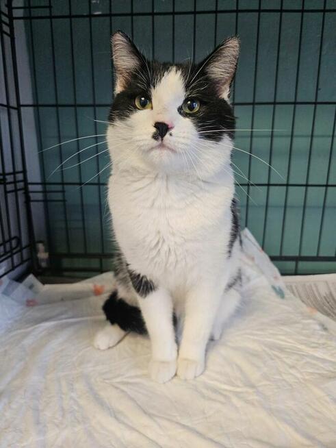 Oreo uroczy kocurek szuka domu