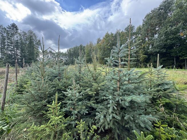 Choinki, Jodły Kaukaskie, Świerki