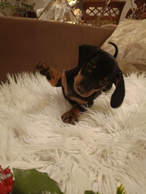 Jamnik, jamniczek, jamniki