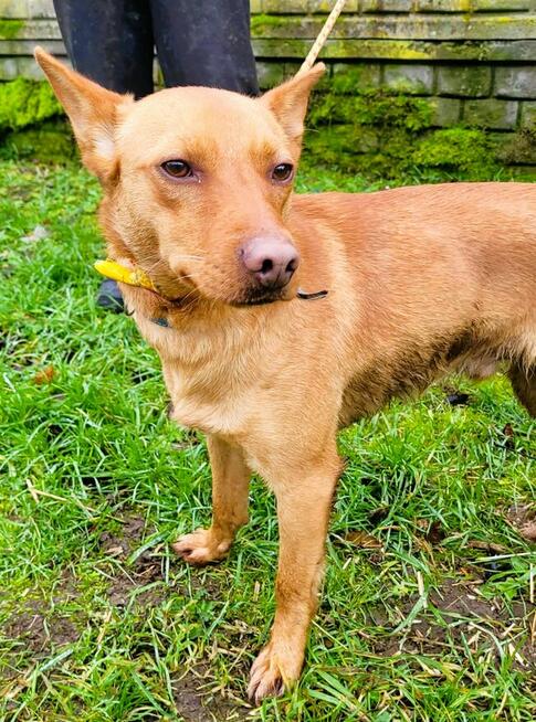 FREDZIK - piękny psiak a typie psa faraona ADOPTUJ