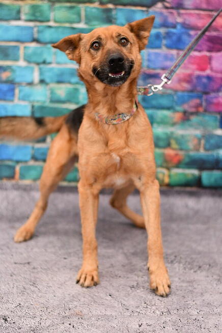 Uroczy Vinczi szuka kogoś do pokochania!