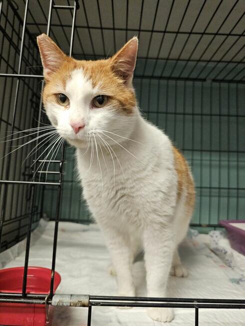 Piękny kot pilnie potrzebuje domku!