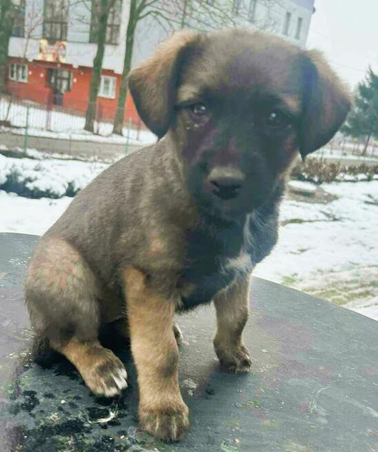 TOSIA - delikatna szczeniaczka błaga o szansę i dom!