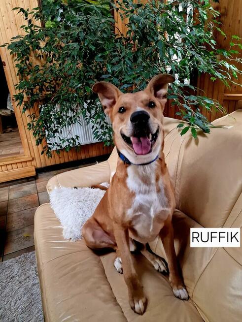 Rufi ok 3 let wyjatkowy psiak czeka na adopcję Małgorzata Ku