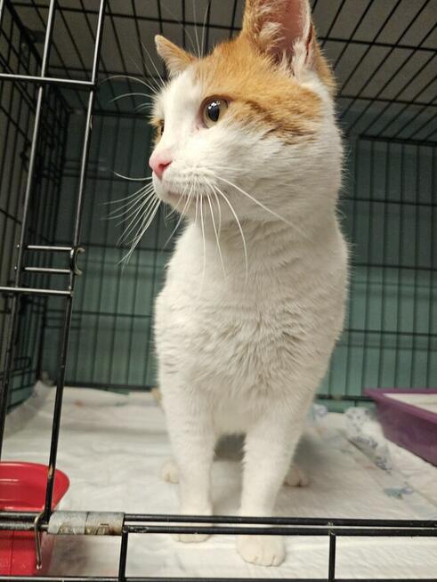 Piękny kot pilnie potrzebuje domku!