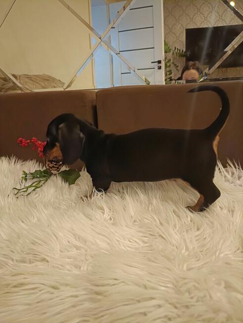 Jamnik, jamniczek, jamniki