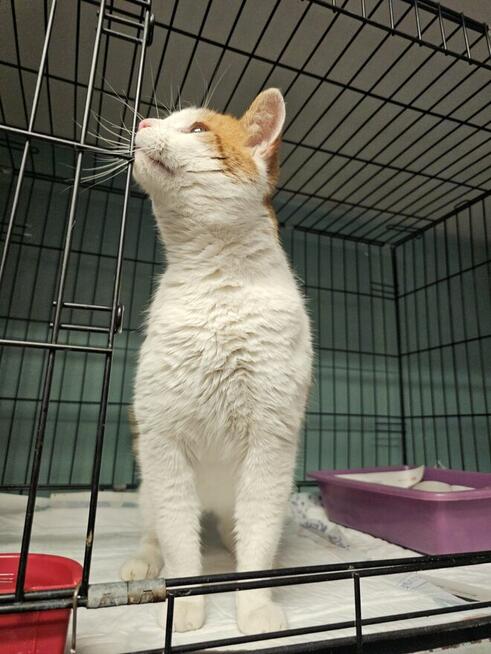 Piękny kot pilnie potrzebuje domku!