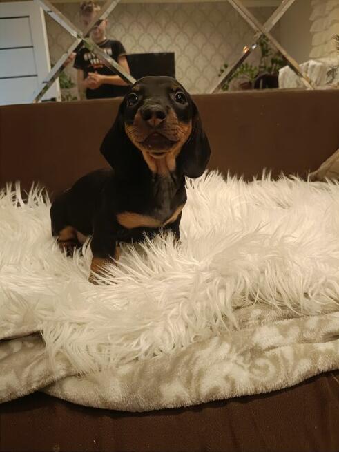 Jamnik, jamniczek, jamniki