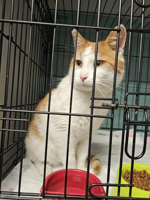 Piękny kot pilnie potrzebuje domku!