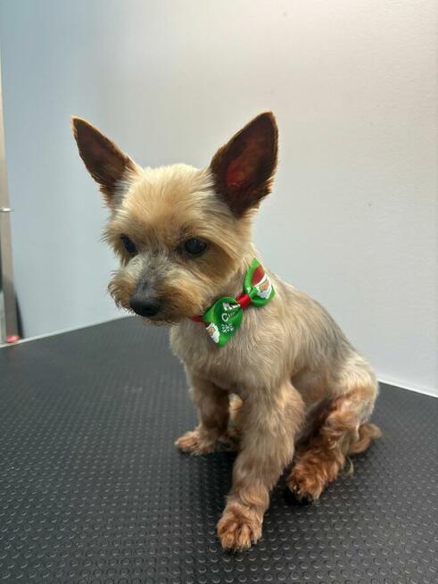 Stylove pieski - psi fryzjer Prawobrzeże