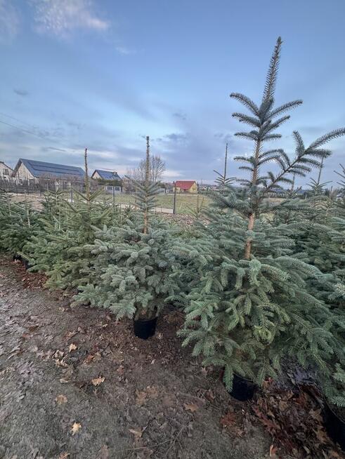 Choinki, Jodły Kaukaskie, Świerki