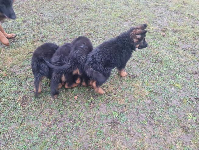 OWCZAREK NIEMIECKI SZCZENIAKI