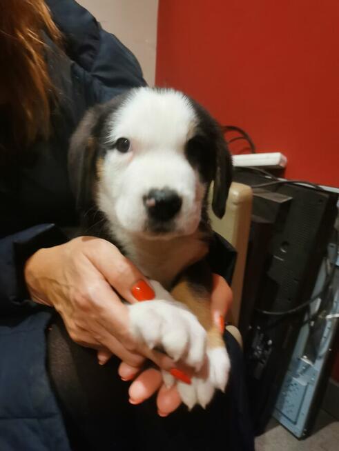 Duży Szwajcarski Pies Pasterski - Szczeniak Piesek