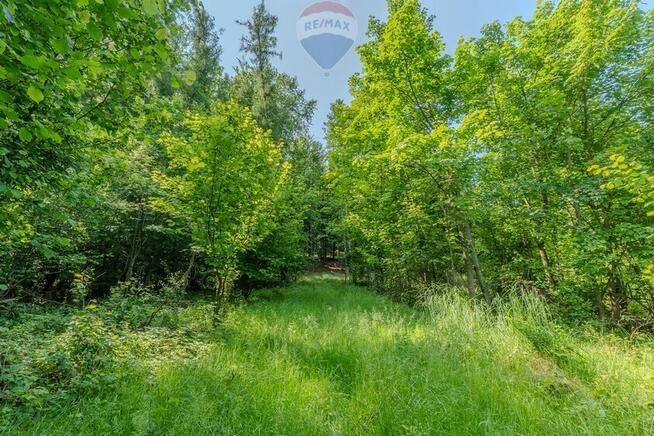 Działka leśna Rzyki