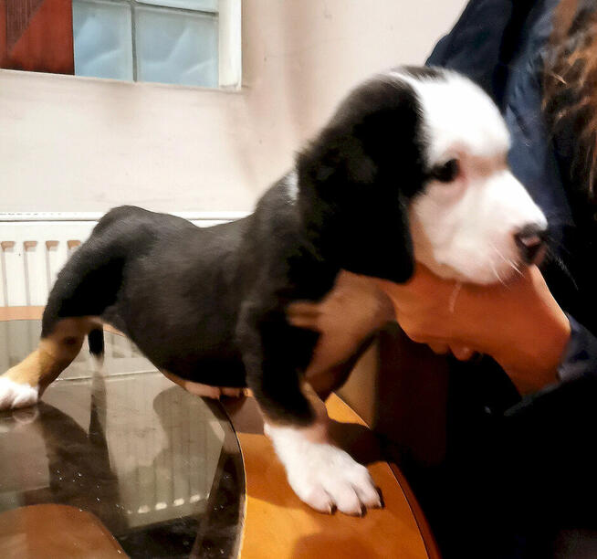 Duży Szwajcarski Pies Pasterski - Szczeniak Piesek