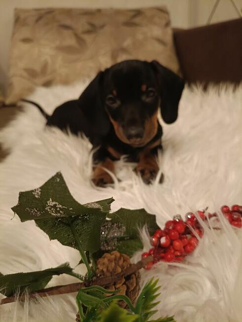 Jamnik, jamniczek, jamniki