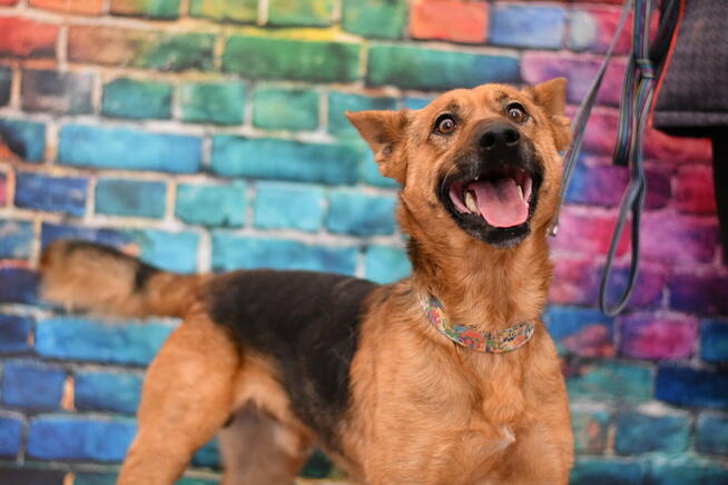 Uroczy Vinczi szuka kogoś do pokochania!