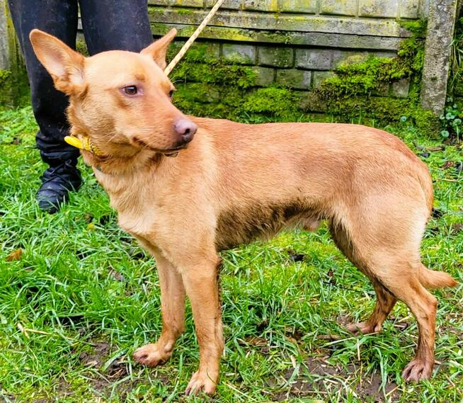 FREDZIK - piękny psiak a typie psa faraona ADOPTUJ