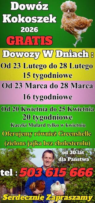 Ferma Drobiu W Ładnej 97A - Dowóz Kokoszek i Kaczek Dowózka