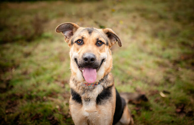 Magnus - młody, niesamowicie wesoły i przyjazny psiak!