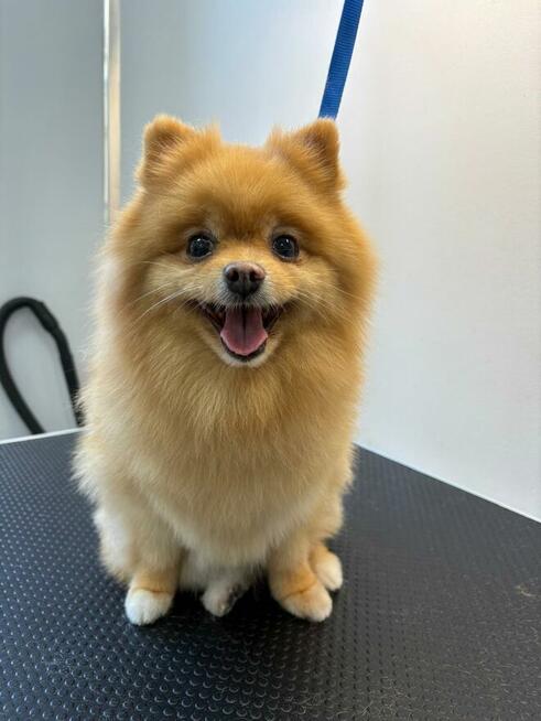 Stylove pieski - psi fryzjer Prawobrzeże