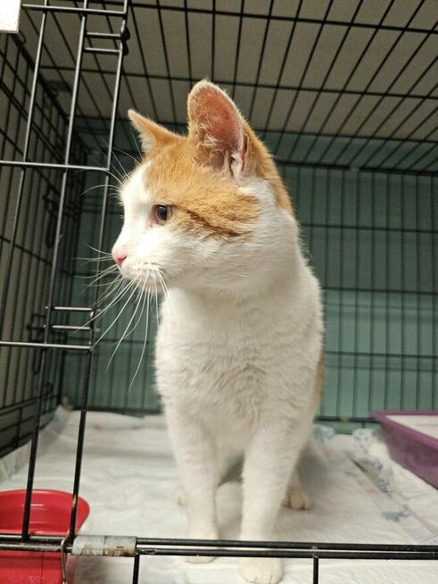 Piękny kot pilnie potrzebuje domku!