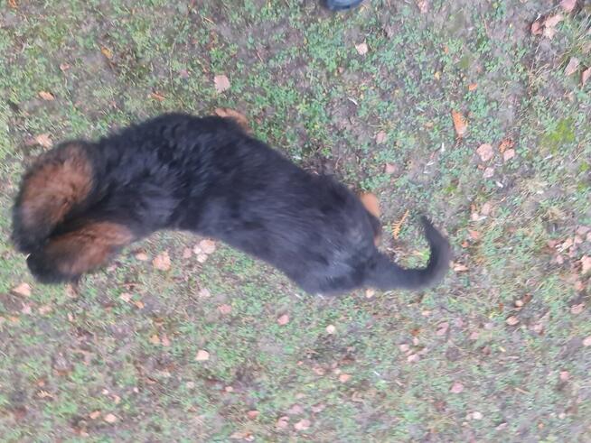 OWCZAREK NIEMIECKI SZCZENIAKI