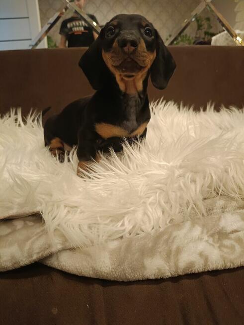 Jamnik, jamniczek, jamniki