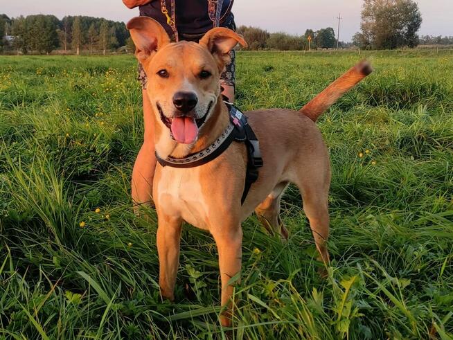 Rufi ok 3 let wyjatkowy psiak czeka na adopcję Małgorzata Ku