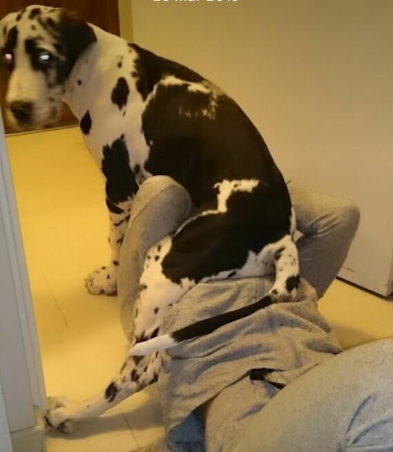 Opieka dla zwierząt/ spacery