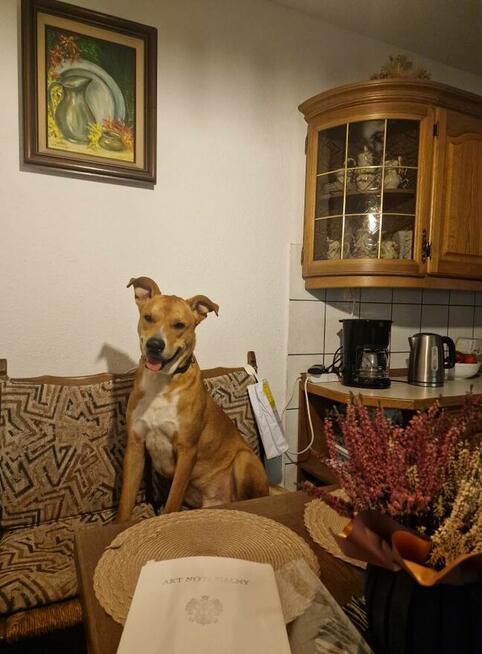 Rufi ok 3 let wyjatkowy psiak czeka na adopcję Małgorzata Ku