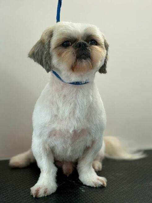 Stylove pieski - psi fryzjer Prawobrzeże