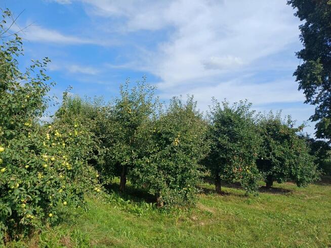 Siedlisko 4100 m2- Kępa Gostecka - na sprzedaż
