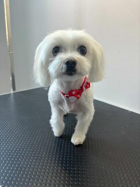 Psi fryzjer Szczecin - Prawobrzeże