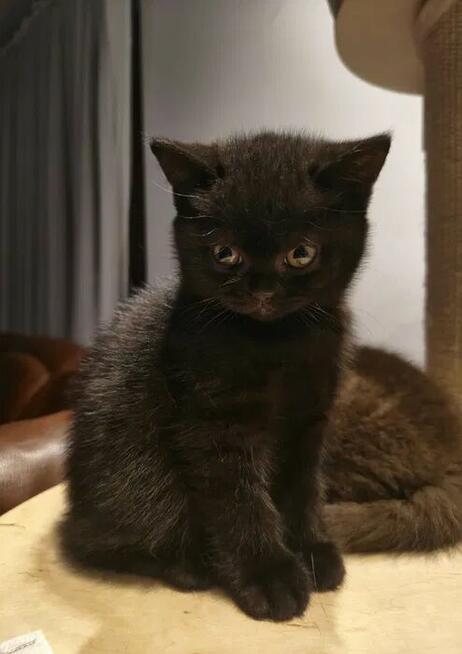 Kotka brytyjska ,,BARBI z rodowodem FPL\FIFe got. do odbioru