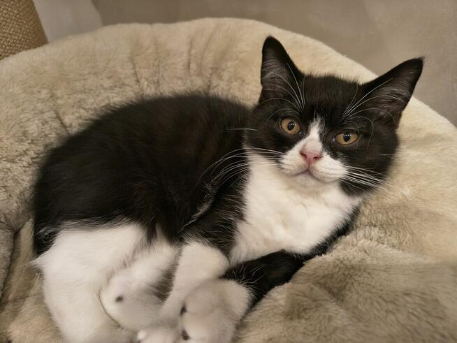 Kocurek brytyjski jak z reklamy Felixa :) z rodowodem FPL\FI