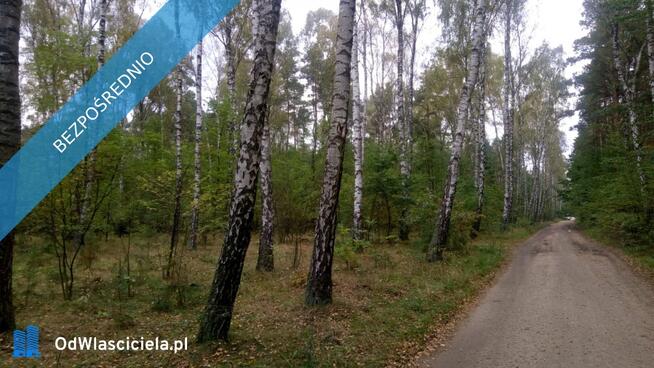 Na sprzedaż las – Borkowo Kościelne, Sierpc