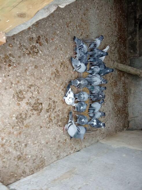 Sprzedam Gołębie pocztowe