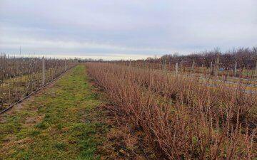 Działka 8027 m2 w Poniatowej na sprzedaż