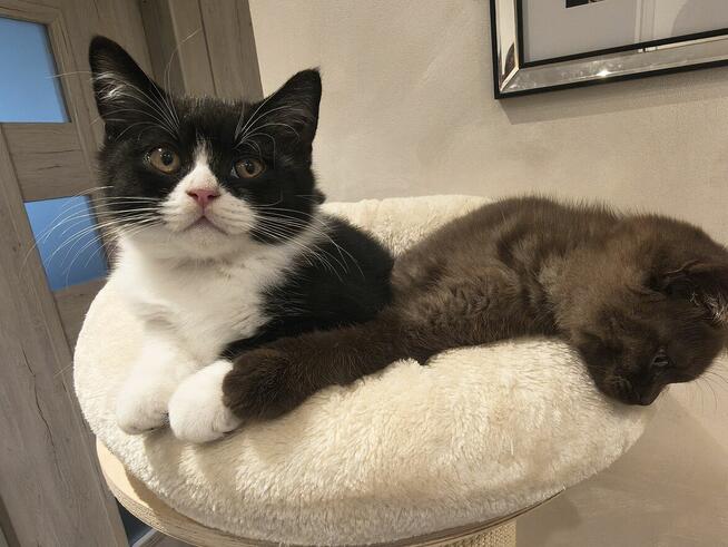 Kocurek brytyjski jak z reklamy Felixa :) z rodowodem FPL\FI