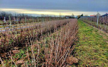 Działka 8027 m2 w Poniatowej na sprzedaż