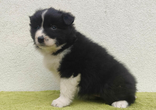 PIĘKNA! Suczka BORDER COLLIE z Hodowli - Rasowa z pełną dok.
